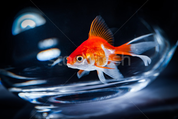 Stock photo: Goldfish
