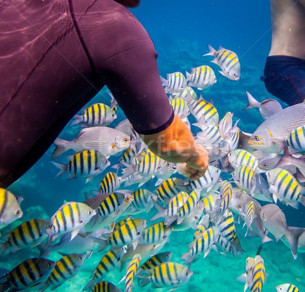 Tropical Coral Reef.Man feeds the tropical fish. Stock photo © cookelma
