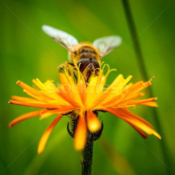 Darázs nektár virág tavasz természet háttér Stock fotó © cookelma