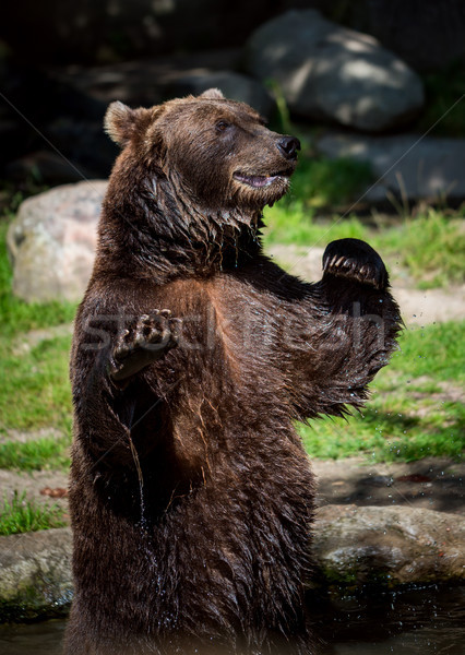 Brown bear (Ursus arctos) Stock photo © cookelma