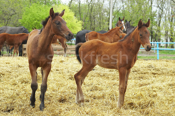 Foals Stock photo © cookelma