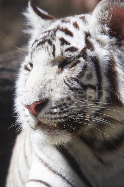 Tiger Stock photo © cookelma