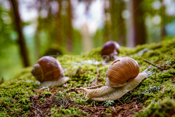 Helix pomatia also Roman snail, Burgundy snail Stock photo © cookelma