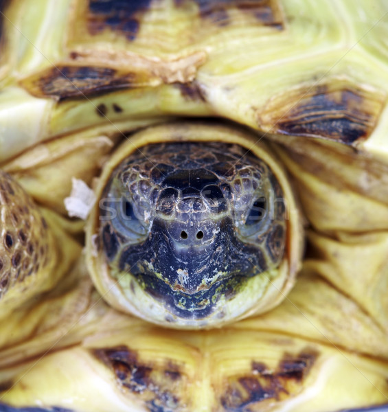 Stock photo: Photo of a turtle close up