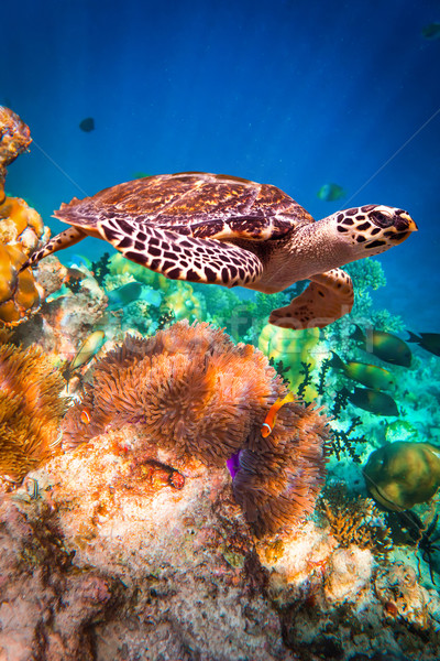 Schildkröte Wasser Malediven Ozean Korallenriff Warnung Stock foto © cookelma