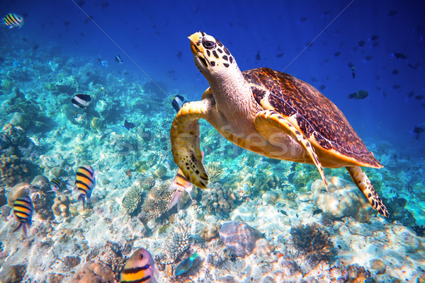 [[stock_photo]]: Tortue · eau · Maldives · océan · avertissement