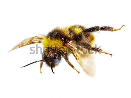 Poszméh fehér méh állat antenna szárny Stock fotó © cookelma