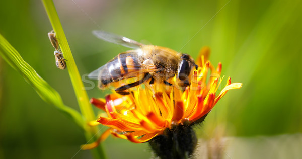 Wasp collects nectar from flower crepis alpina Stock photo © cookelma