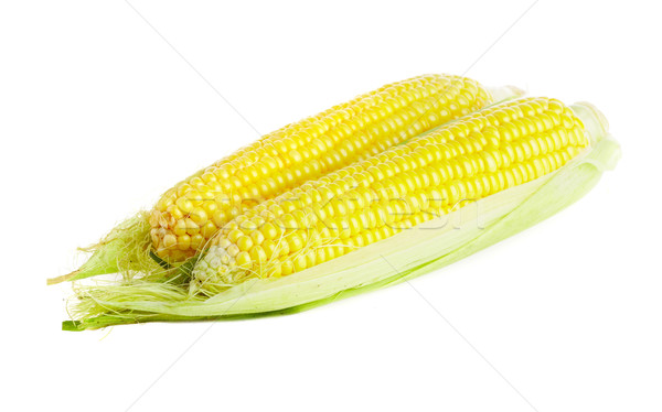 corn Stock photo © cookelma