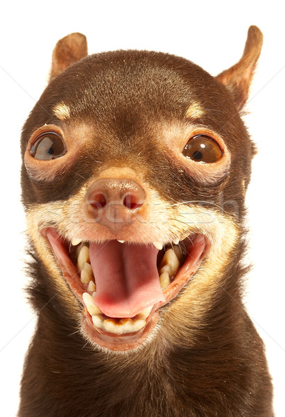 Russian toy-terrier.Ridiculous dog Stock photo © cookelma