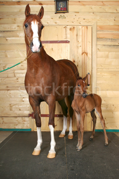 Konia źrebię piękna Zdjęcia stock © cookelma