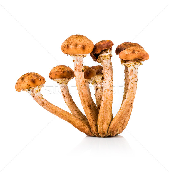 Mushroom a honey agaric Stock photo © cookelma