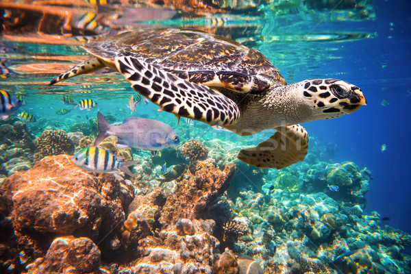 Tortuga agua Maldivas indio océano Foto stock © cookelma