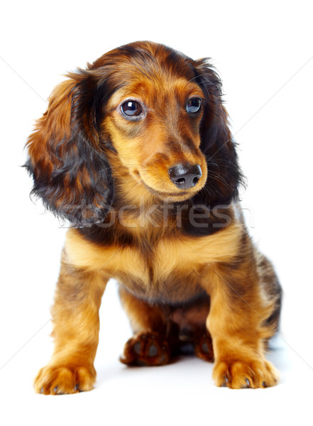 Stockfoto: Puppy · teckel · witte · hond · huisdieren · geïsoleerd