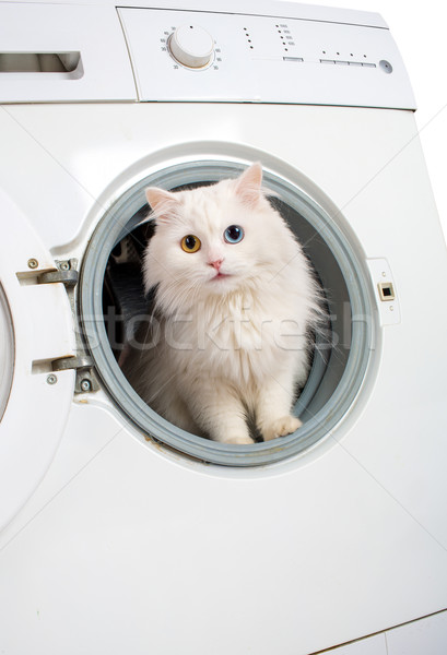 Masina de spalat pisică masina de spalat maşină alb tehnologie Imagine de stoc © cookelma