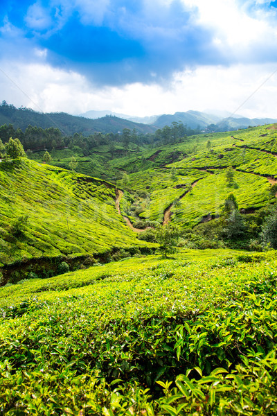 Thé Inde paysage printemps bois forêt [[stock_photo]] © cookelma