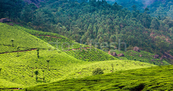 Thé Inde paysage printemps bois forêt [[stock_photo]] © cookelma