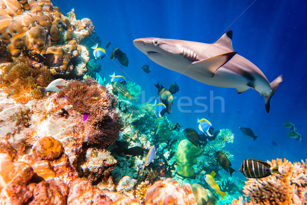 Tropische koraalrif variëteit zachte tropische vissen Maldiven Stockfoto © cookelma