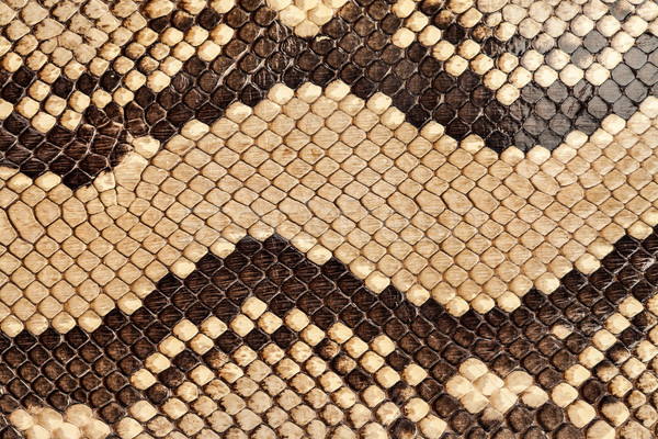 Stock photo: Snake skin.