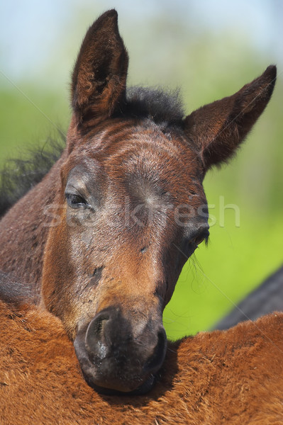 Manz fermă mic ponei Imagine de stoc © cookelma
