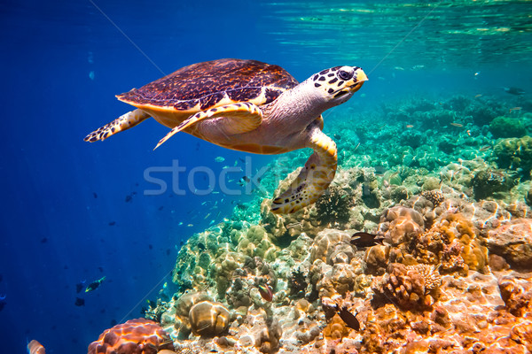 Schildpad water Maldiven indian oceaan koraalrif Stockfoto © cookelma