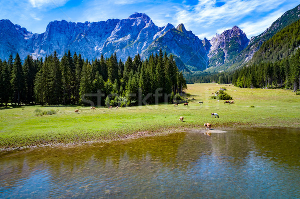 Horses graze on green field.Lake Lago di Fusine Superiore Italy  Stock photo © cookelma