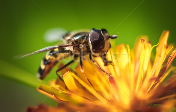 Darázs nektár virág tavasz természet háttér Stock fotó © cookelma