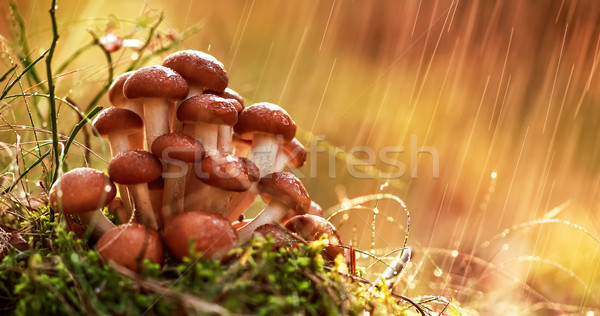 Armillaria Mushrooms of honey agaric In a Sunny forest in the ra Stock photo © cookelma