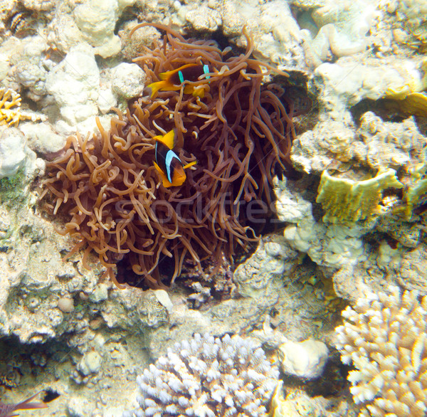 anemonefish - Red sea Stock photo © cookelma