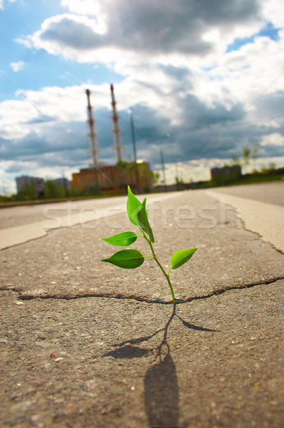 Young plant Stock photo © cookelma