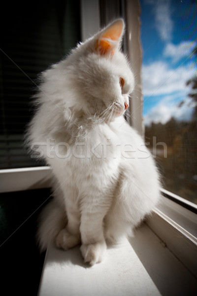 Pisică sta fereastră alb stradă Imagine de stoc © cookelma