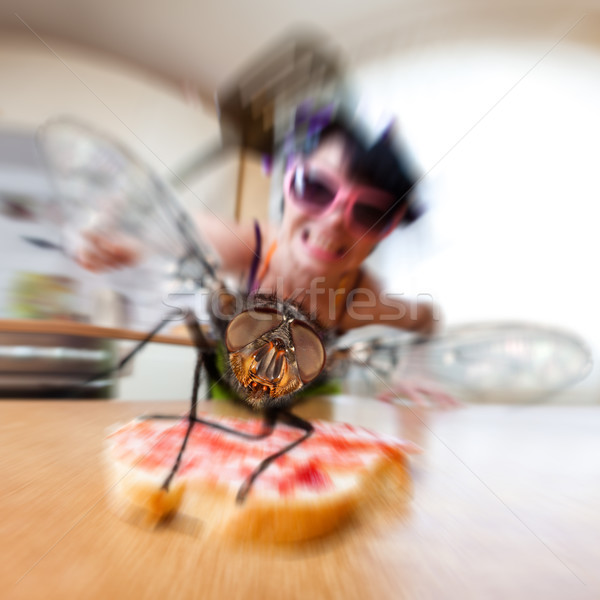 housefly Stock photo © cookelma