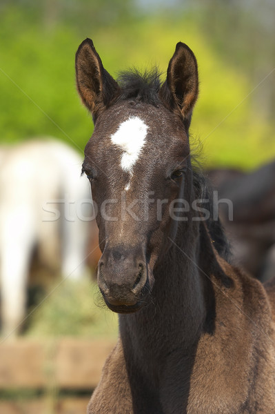 Manz fermă mic ponei Imagine de stoc © cookelma