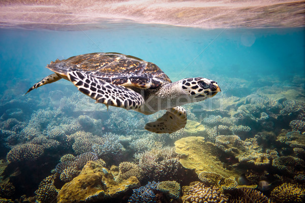 żółwia wody Malediwy indian ocean rafa koralowa Zdjęcia stock © cookelma
