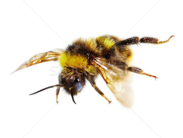 Bourdon blanche abeille animaux aile macro Photo stock © cookelma