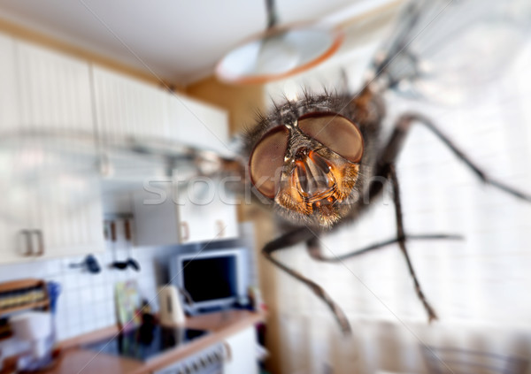 Primo piano battenti cucina visione insetto macro Foto d'archivio © cookelma