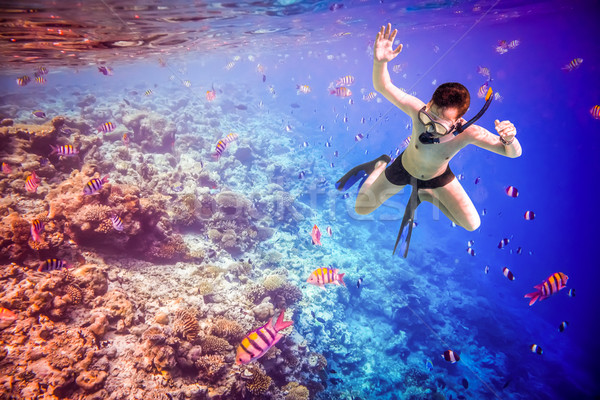 馬爾代夫 印度 海洋 跳水 大腦 商業照片 © cookelma