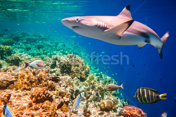 Trópusi korallzátony választék puha cápa fókusz Stock fotó © cookelma