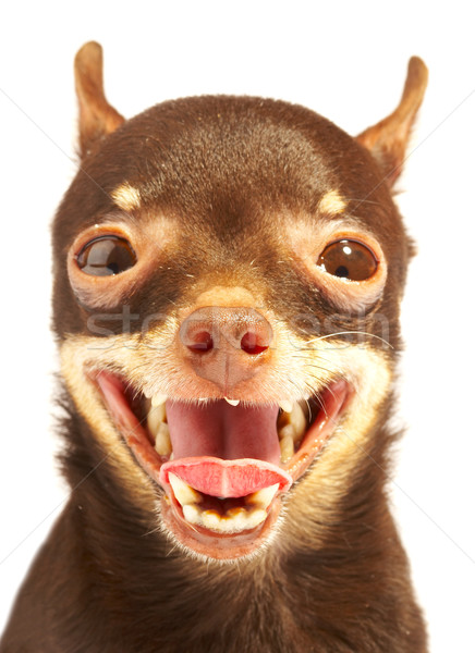 Rus câine faţă fundal distracţie gură Imagine de stoc © cookelma