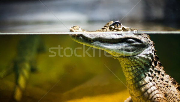 Caiman crocodilus Stock photo © cookelma