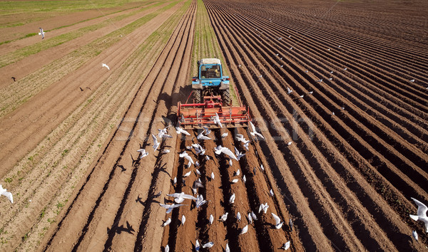 Agricultural work on a tractor farmer sows grain. Hungry birds a Stock photo © cookelma