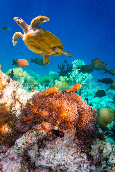 De agua salada peces Maldivas familia mar Foto stock © cookelma