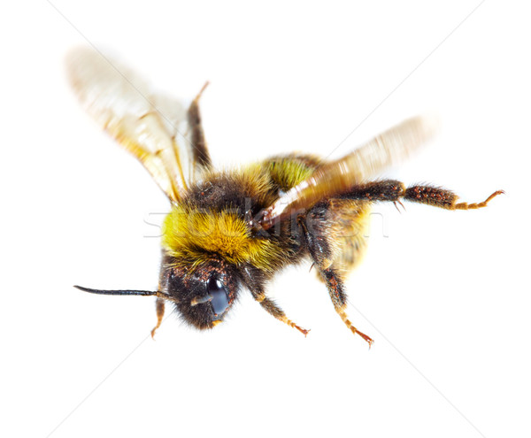 Beyaz arı hayvan kanat makro Stok fotoğraf © cookelma