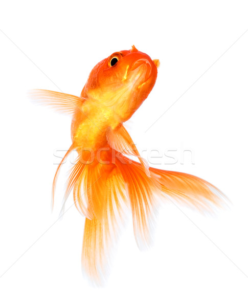 Goldfish Stock photo © cookelma