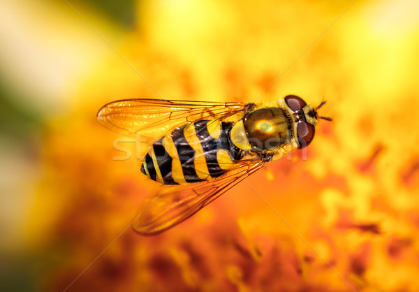 Wesp nectar bloem voorjaar natuur achtergrond Stockfoto © cookelma