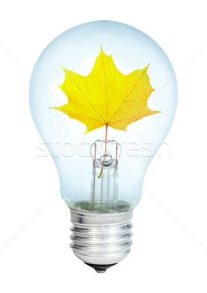 Electrobulb with maple  leaf  Stock photo © cookelma