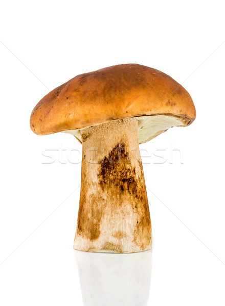 Foto stock: Popular · comestível · cogumelo · branco · comida · natureza