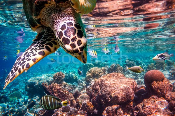 Schildpad water Maldiven indian oceaan koraalrif Stockfoto © cookelma