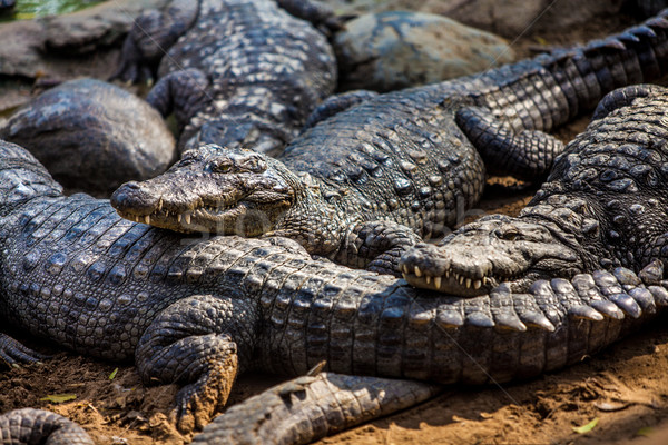 crocodile alligator Stock photo © cookelma