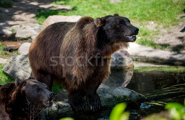 Brown bear (Ursus arctos) Stock photo © cookelma